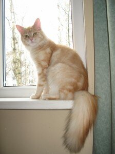 кошка мейн-кун вязка