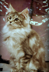 мейн-кун уход и содержание