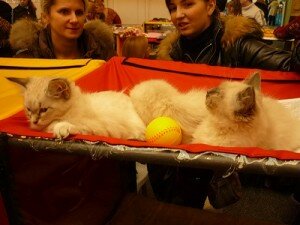 расписание выставок кошек