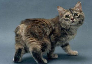 мэнская бесхвостая кошка