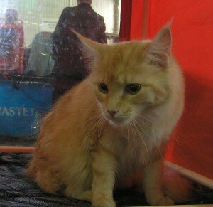 мейн-кун кормление