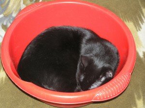 кошка в доме кошка в доме