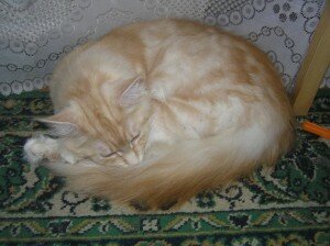 большие кошки в доме