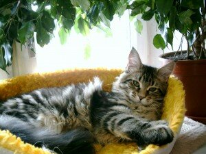 котята мейн кун недорого