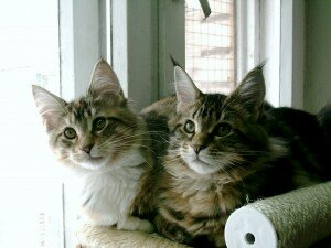 котята мейн кун недорого