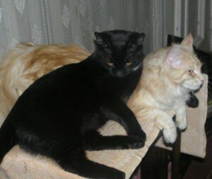 несколько кошек в доме несколько кошек в доме