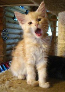 купить котенка мейн-кун