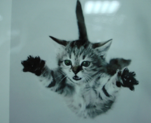 летающий кот