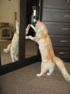 мейн-кун характер