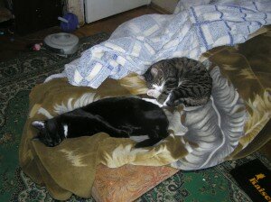 приучить к когтеточке