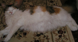 признаки беременности кошки