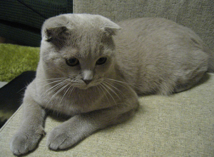 скоттиш-фолд фото скоттиш-фолд фото