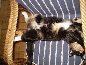 беременная кошка