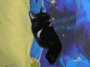 как сделать кота ласковым