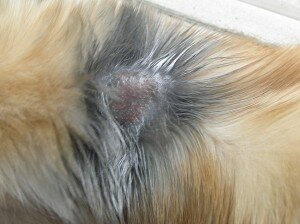 аллергия на корм у кошек аллергия на корм у кошек