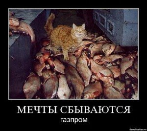 демотиваторы кошки демотиваторы кошки