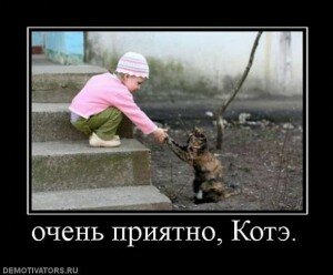 демотиваторы кошки демотиваторы кошки