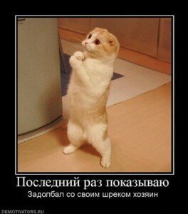 демотиваторы кошки демотиваторы кошки