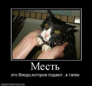 демотиваторы кошки демотиваторы кошки