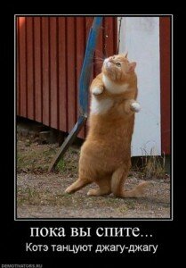 демотиваторы кошки демотиваторы кошки