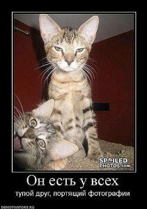 демотиваторы кошки демотиваторы кошки