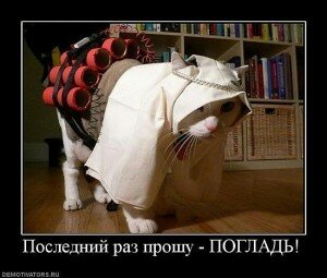 демотиваторы кошки демотиваторы кошки