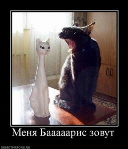 демотиваторы кошки демотиваторы кошки