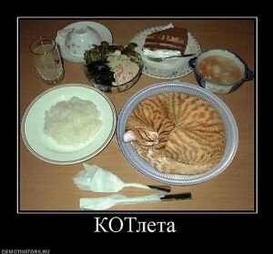 демотиваторы кошки демотиваторы кошки