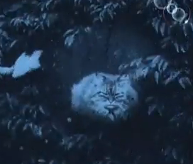 чеширский кот картинки из фильма чеширский кот картинки из фильма