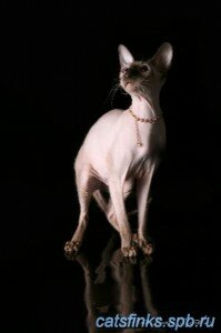 коты породы донской сфинкс