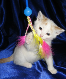 котята в дар в санкт-петербурге котята в дар в санкт-петербурге