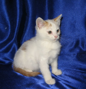 котята в дар в санкт-петербурге котята в дар в санкт-петербурге