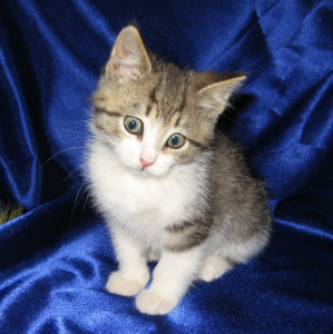 котята в дар в санкт-петербурге котята в дар в санкт-петербурге