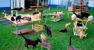 как зарегистрировать питомник кошек