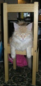 выкидыш у кошки