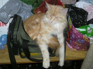 как дать лекарство кошке как дать лекарство кошке