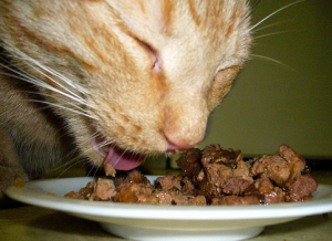 кормление кошек