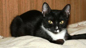 бесплатные котята бесплатные котята