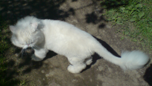 стрижка персидских котов