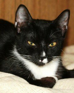 бесплатные котята бесплатные котята