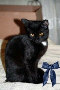 бесплатные котята бесплатные котята