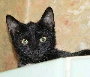 бесплатные котята бесплатные котята