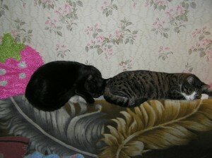 непослушный кот