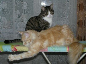 мейн-кун характер