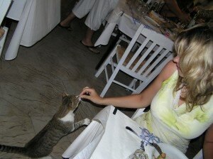 кошки на косе