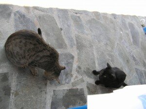 кошки на косе