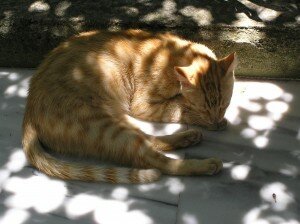 кот перестал ходить в туалет