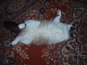 рэгдолл характер