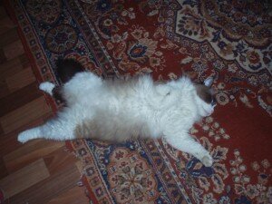 кот на даче