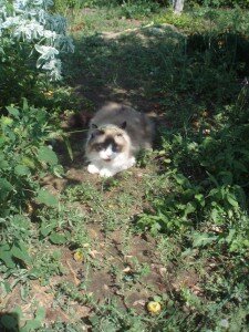 кот на даче кот на даче